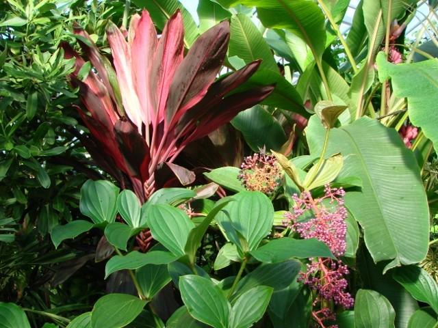 minhen crvena lepeza